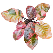 Philodendron Black Cardinal Variegata