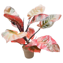 Philodendron Black Cardinal Variegata
