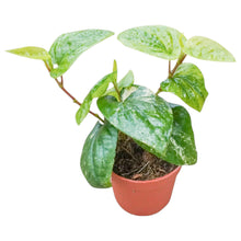 Piper Variegata Aurea