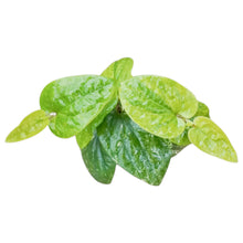 Piper Variegata Aurea