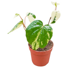 Piper Nigrum Variegata