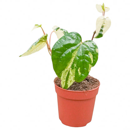 Piper Nigrum Variegata