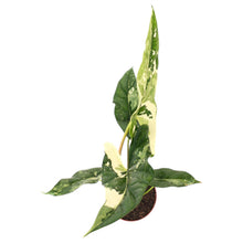 Alocasia Simpo Variegata (Stecker)