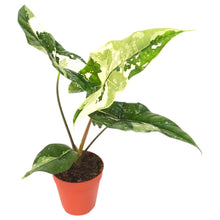 Alocasia Simpo Variegata (Stecker)