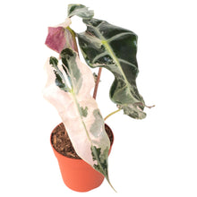 Alocasia Polly Variegata Pink