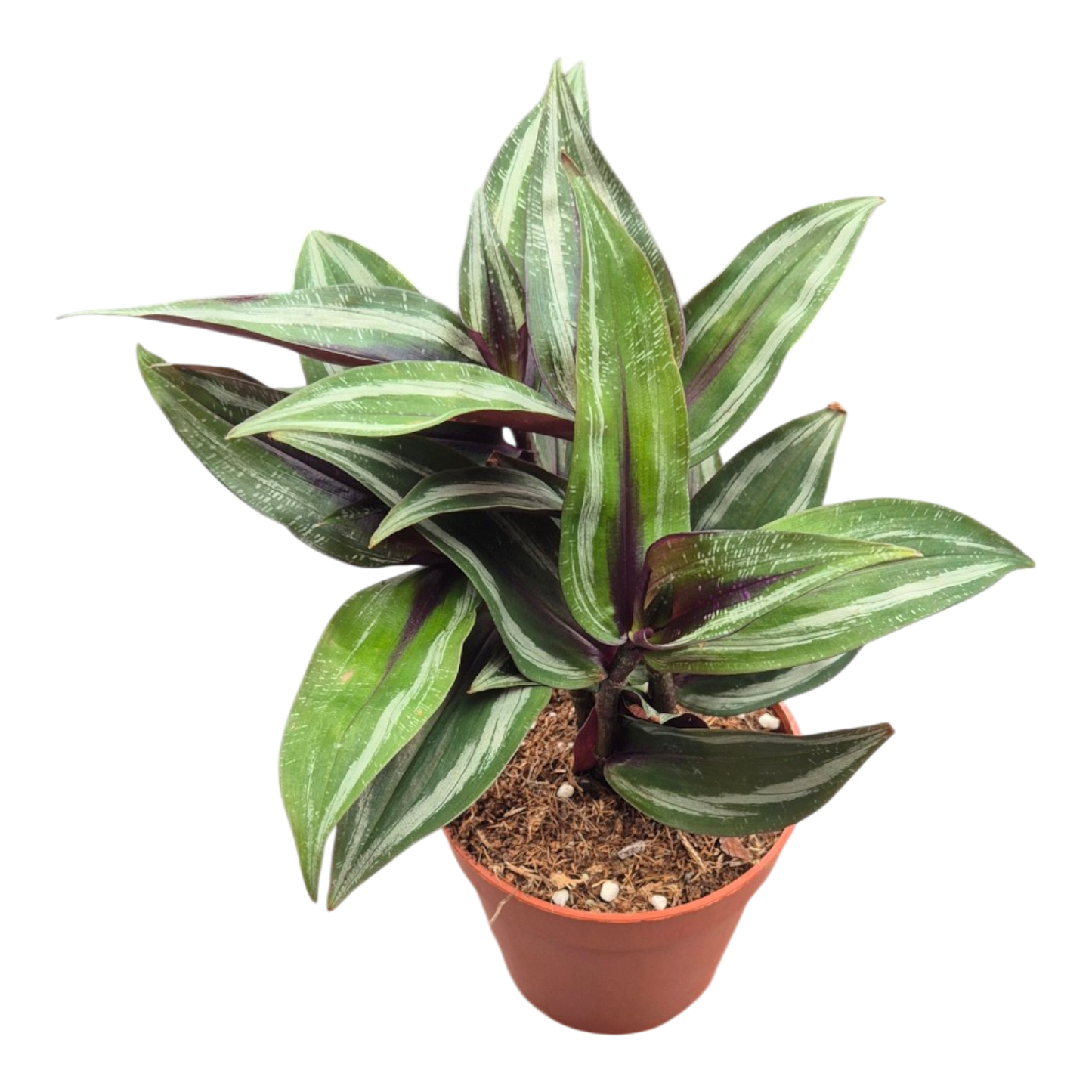 Dichorisandra Musaica