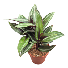 Dichorisandra Musaica