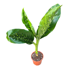 Dieffenbachia Krokodil