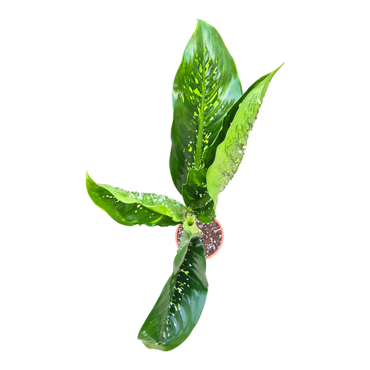 Dieffenbachia Crocodile