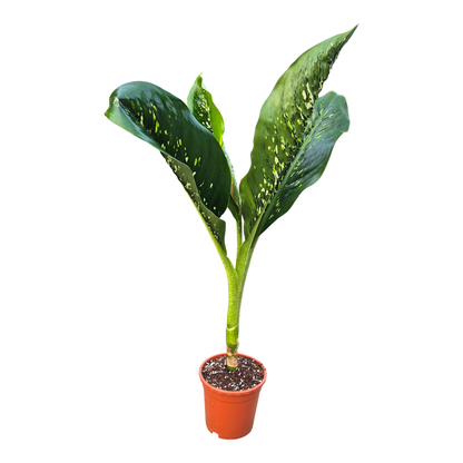 Dieffenbachia Crocodile