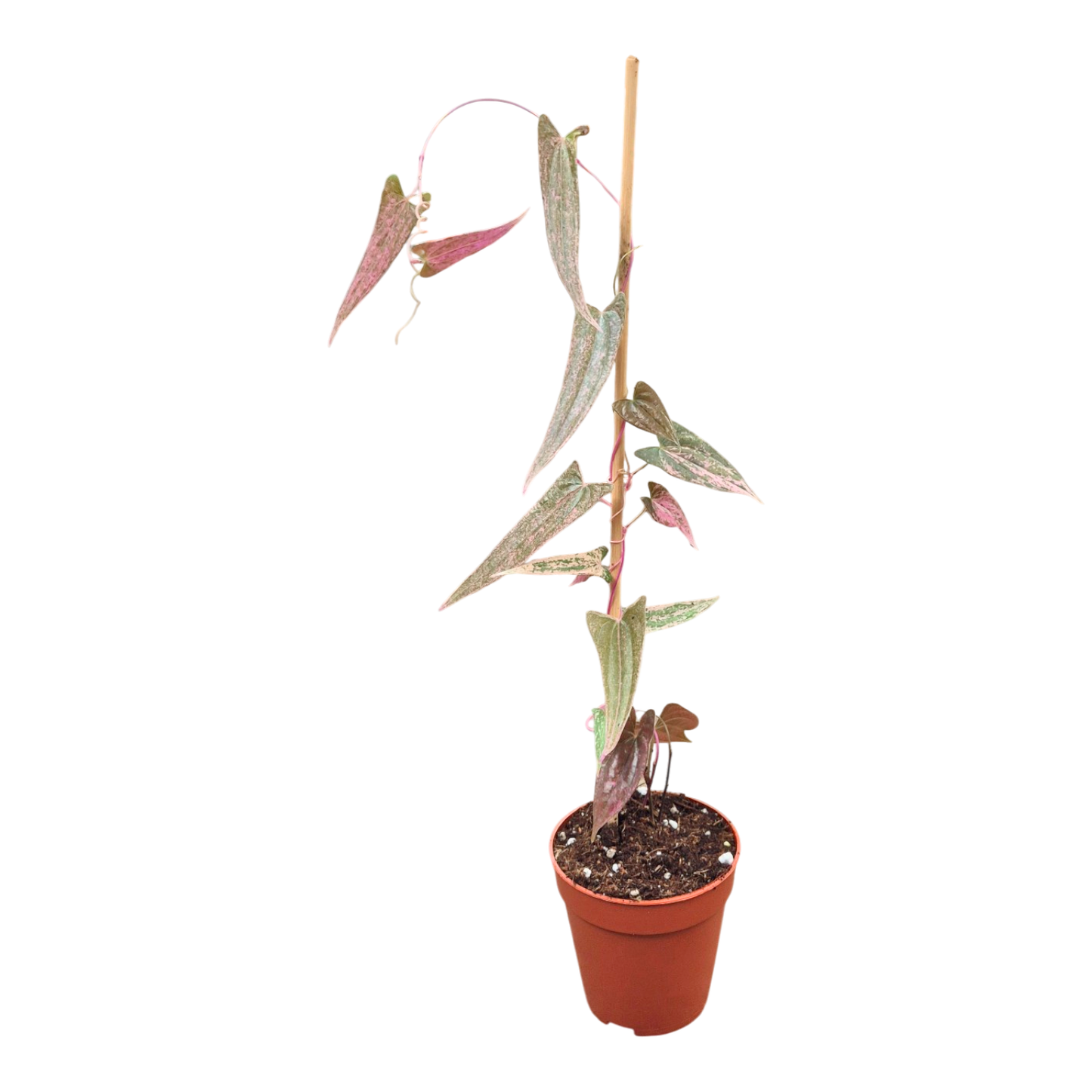 Dioscorea Pixel Pink