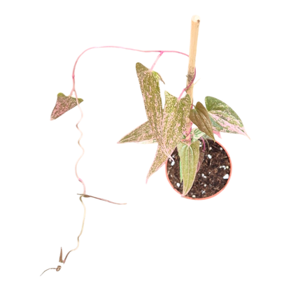 Dioscorea Pixel Pink
