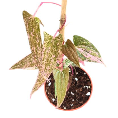 Dioscorea Pixel Pink