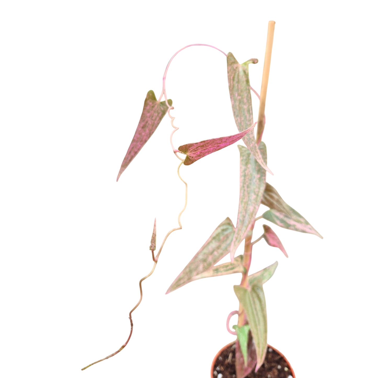 Dioscorea Pixel Pink