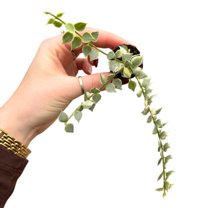 Dischidia Ruscifolia Variegata