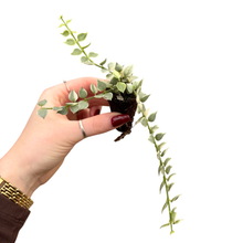 Dischidia Ruscifolia Variegata