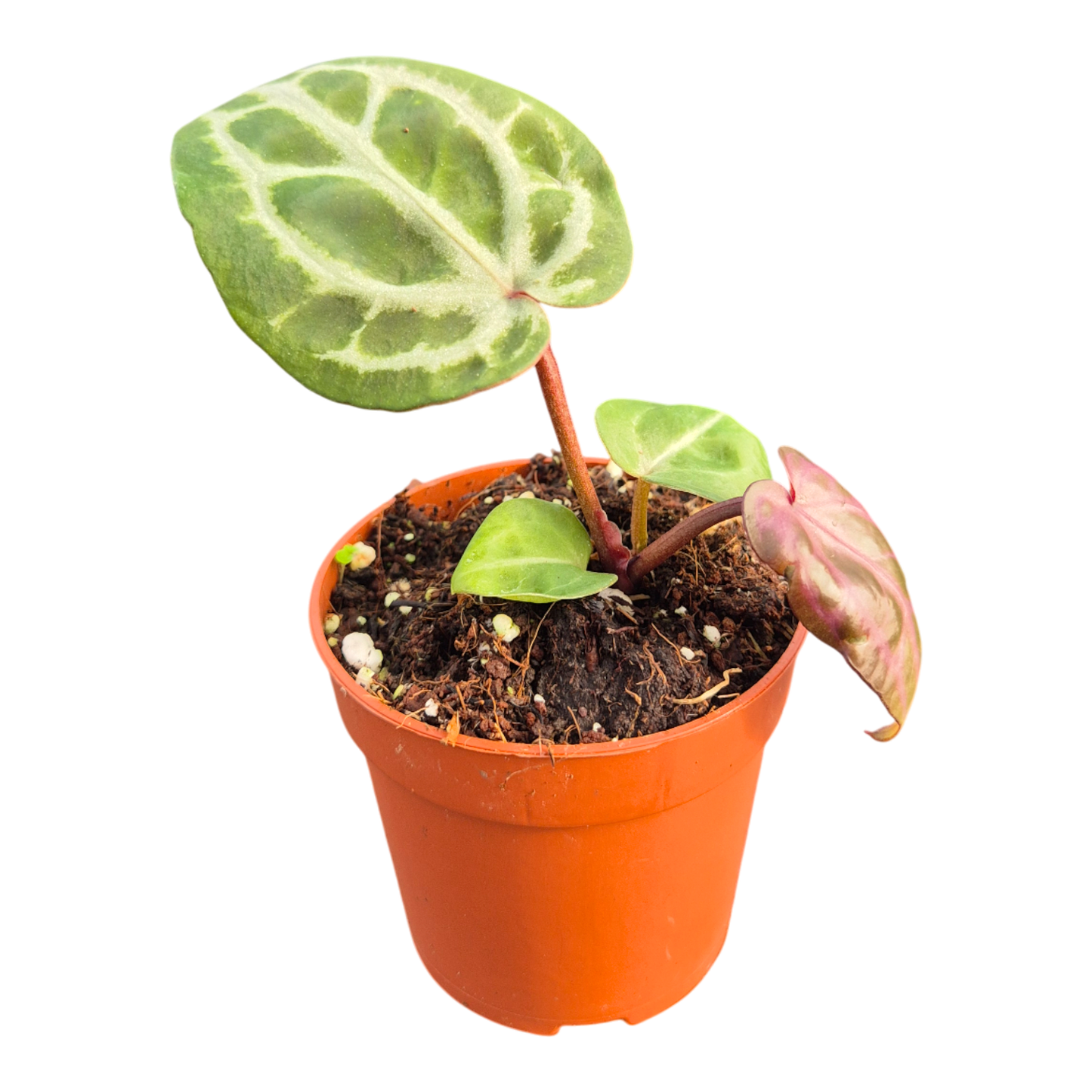 DocBlock Anthurium Angela® '35' X Tortoise Shell® Brown '34'