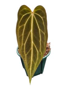 DocBlock Anthurium Black Widow® '13' X Black Widow '43'