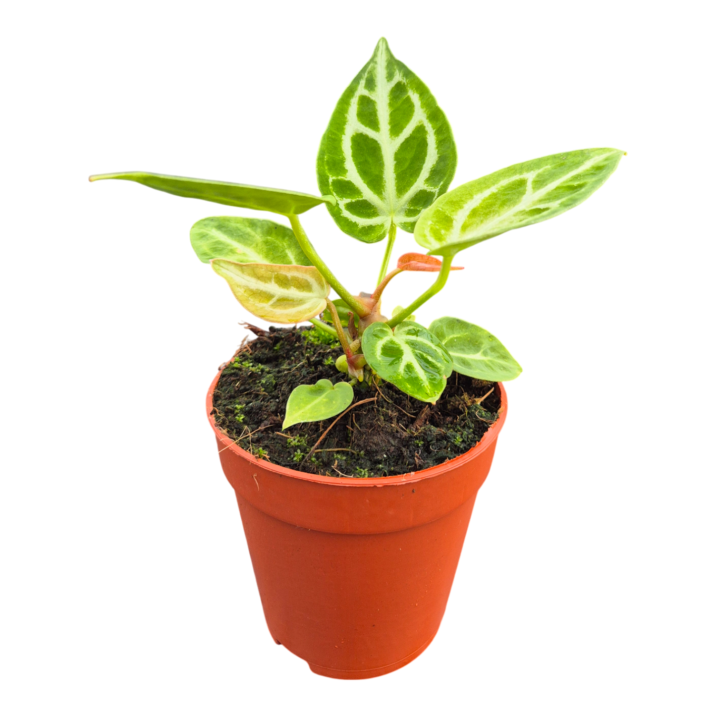 DocBlock Anthurium Briëlle® '16' × Briëlle® '16'