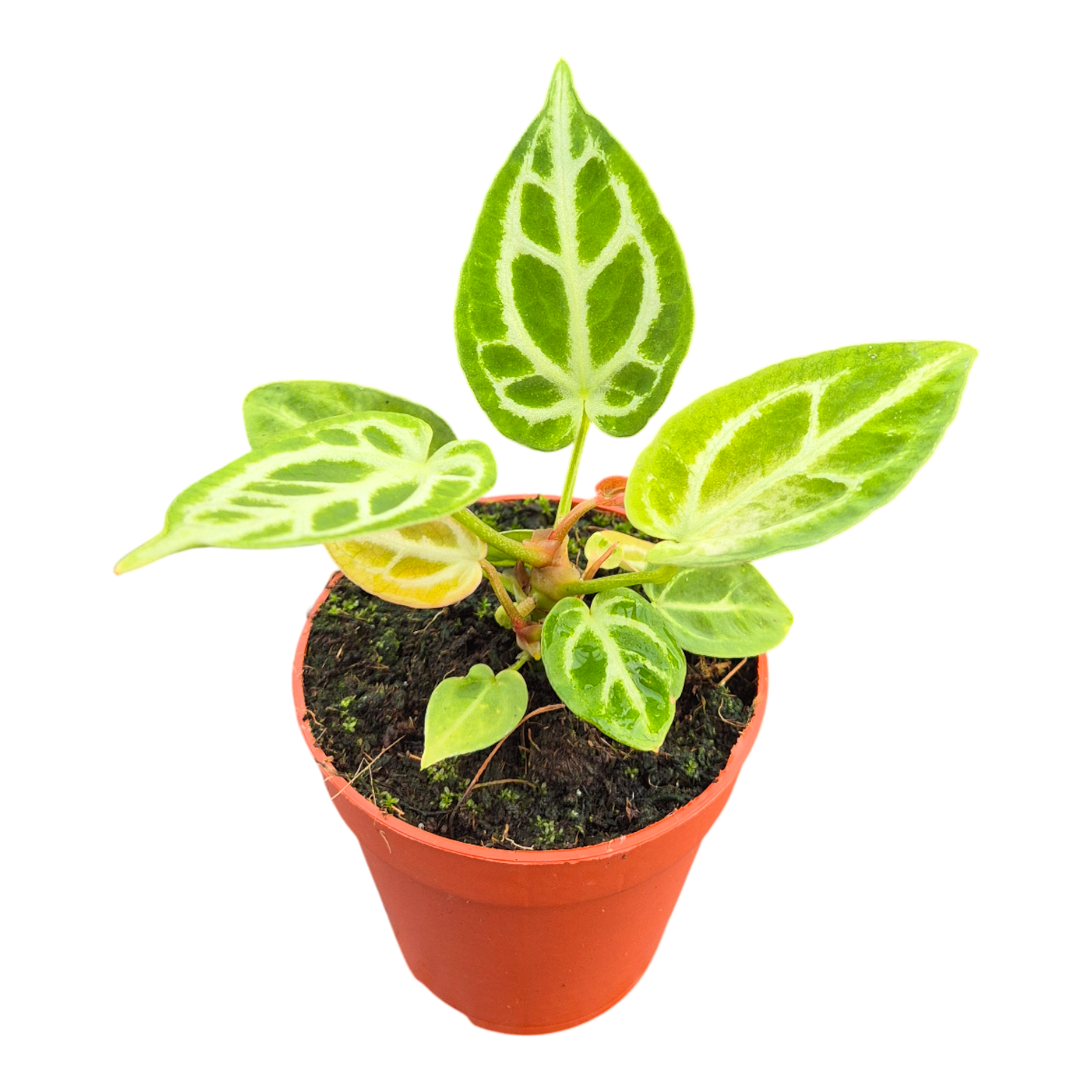 DocBlock Anthurium Briëlle® '16' × Briëlle® '16'