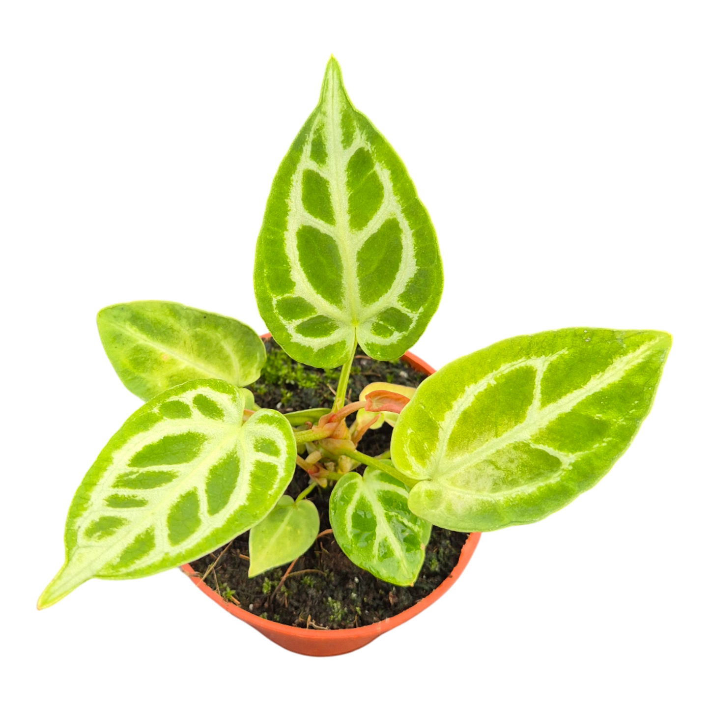 DocBlock Anthurium Briëlle® '16' × Briëlle® '16'
