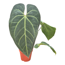 DocBlock Anthurium Dark & Handsome® '9' X Black Widow® '13'