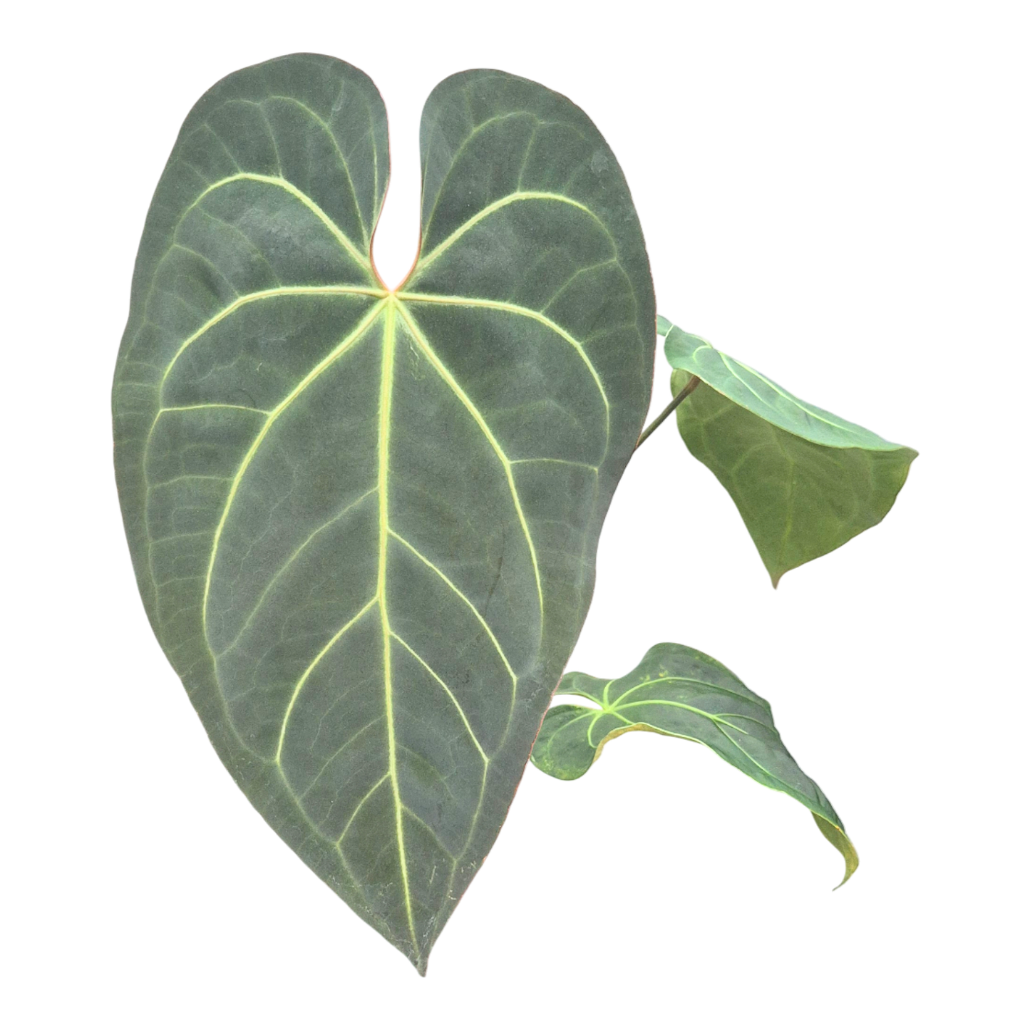 DocBlock Anthurium Dark & Handsome® « 9 » × Black Widow® « 13 »