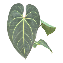 DocBlock Anthurium Dark & Handsome® '9' X Black Widow® '13'