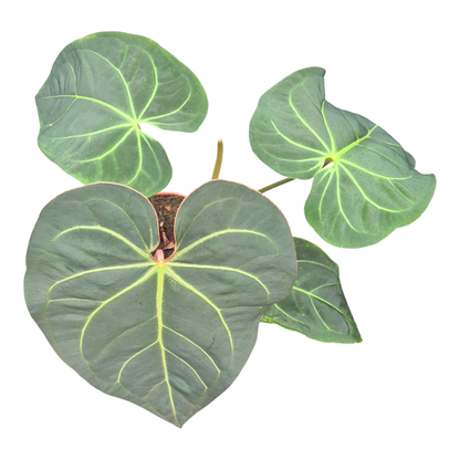 DocBlock Anthurium Dark & Handsome® '9' X Black Widow® '13'