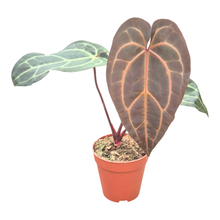 DocBlock Anthurium Dark & Handsome® '9' X Zara® '14'