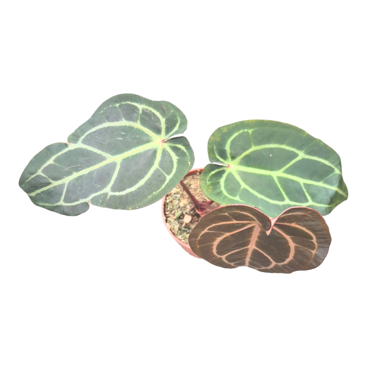 DocBlock Anthurium Dark & Handsome® '9' X Zara® '14'