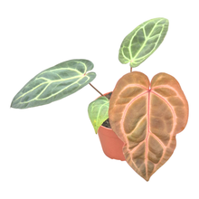 DocBlock Anthurium Dark & Handsome® '9' X Zara® '33'