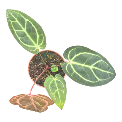 DocBlock Anthurium Dark & Handsome® '9' X Zara® '33'