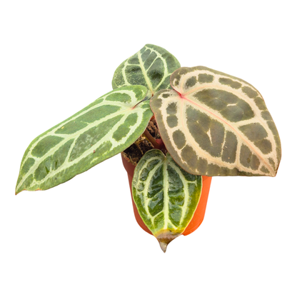 DocBlock Anthurium Home, Sweet Home® '32' X Crystal Red® '12'