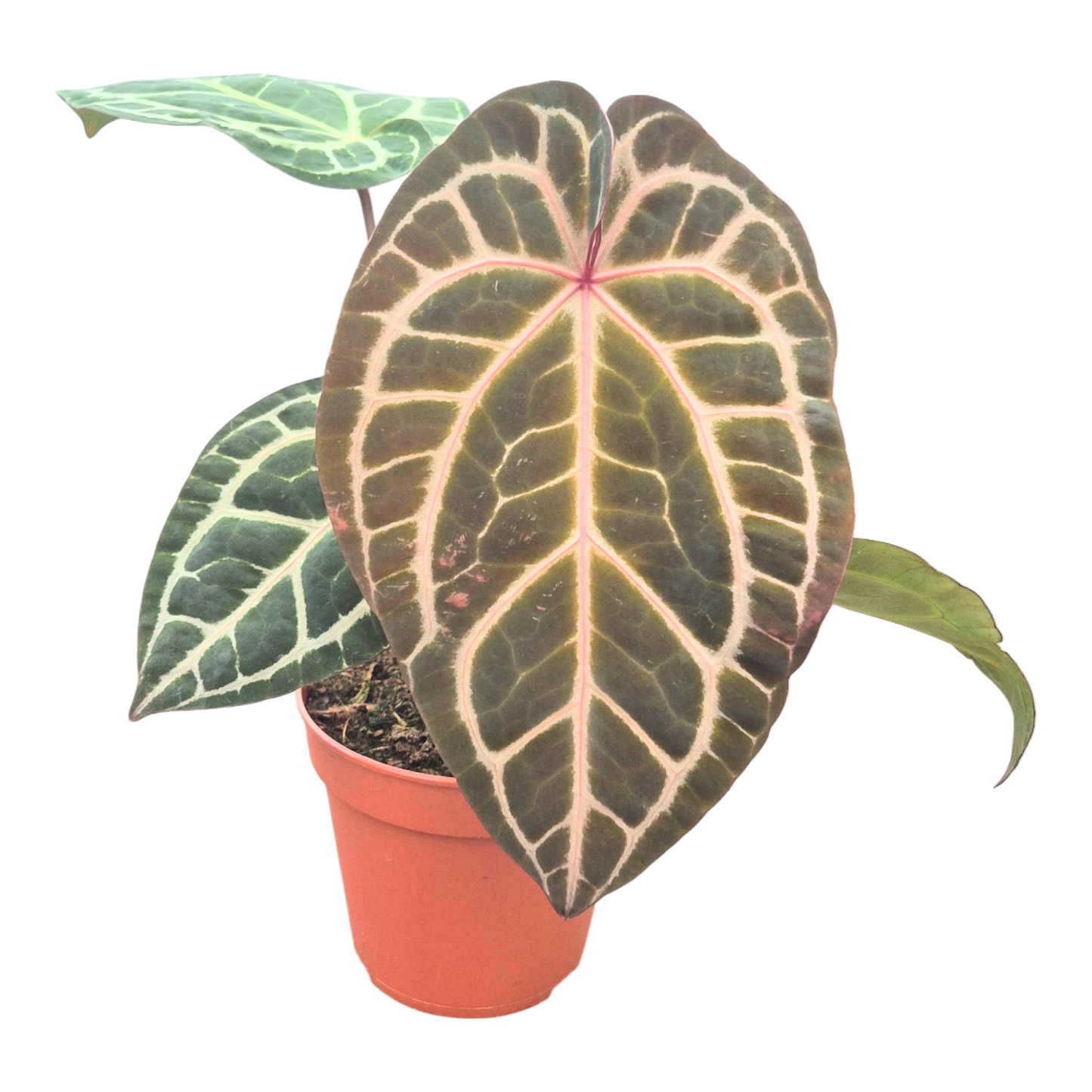 DocBlock Anthurium Michelle Long® '22' × Brown Derby® '39'