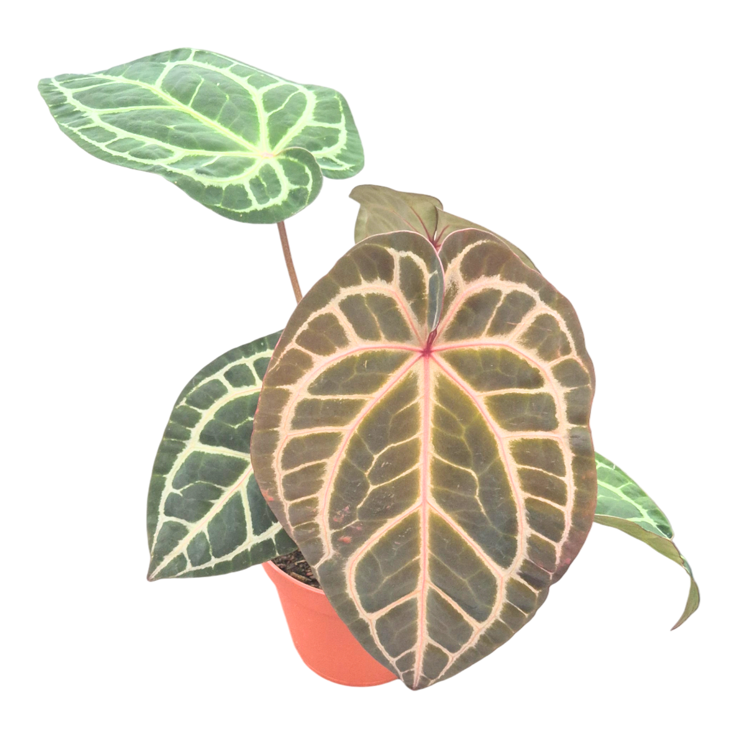 DocBlock Anthurium Michelle Long® '22' × Brown Derby® '39'