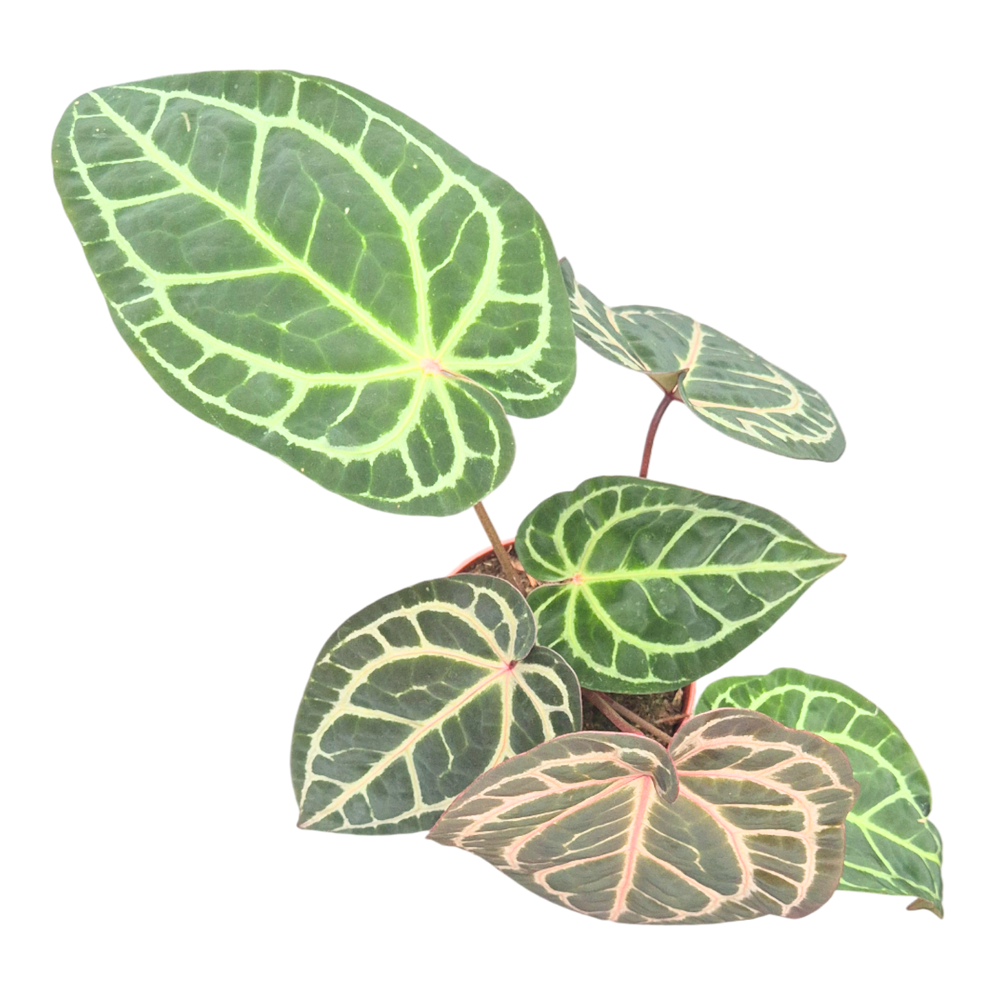 DocBlock Anthurium Michelle Long® '22' × Brown Derby® '39'