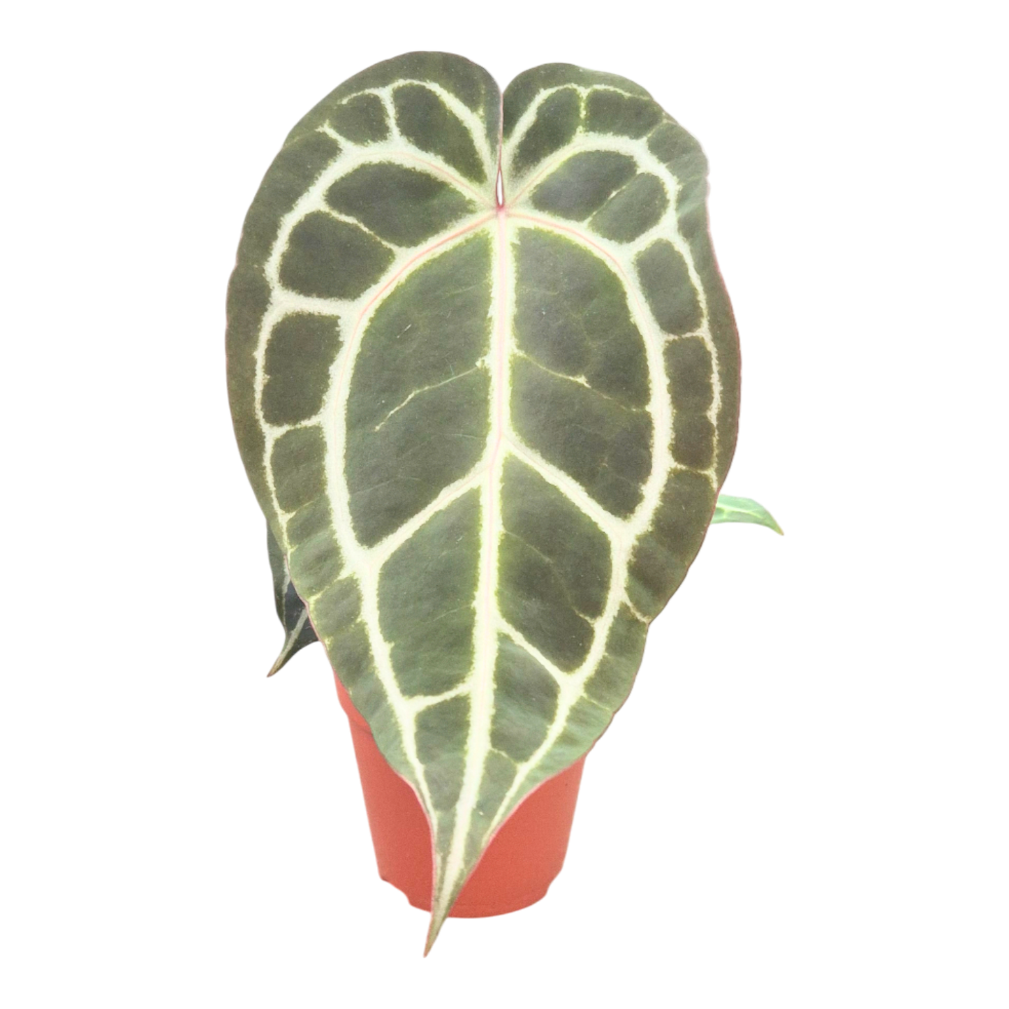 DocBlock Anthurium Michelle® '1' X Michelle® '11'