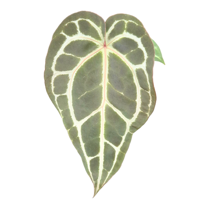 DocBlock Anthurium Michelle® '1' X Michelle® '11'