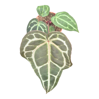 DocBlock Anthurium Michelle® '1' X Michelle® '11'