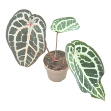 DocBlock Anthurium Minerva® '20' X Michelle Long® '22'