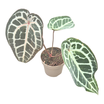 DocBlock Anthurium Minerva® '20' X Michelle Long® '22'