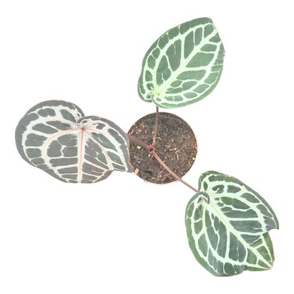 DocBlock Anthurium Minerva® '20' X Michelle Long® '22'