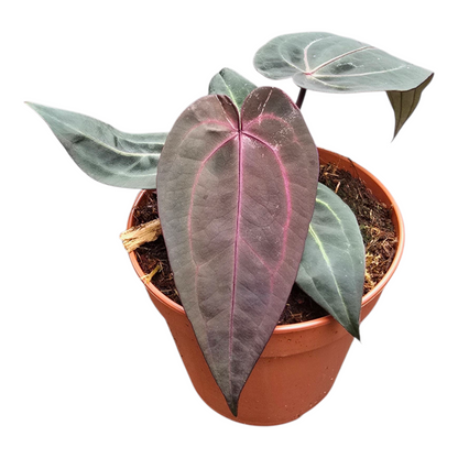 DocBlock Anthurium Red Velvet Cake® '24' X Black Widow® '13'