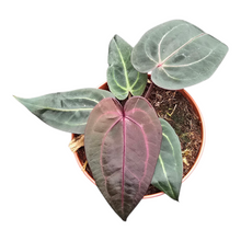 DocBlock Anthurium Red Velvet Cake® '24' X Black Widow® '13'