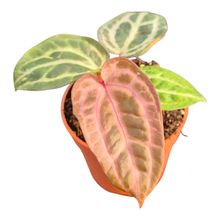 DocBlock Anthurium Tortoise Shell® Brown '34' X Tortoise Shell® Brown '34'