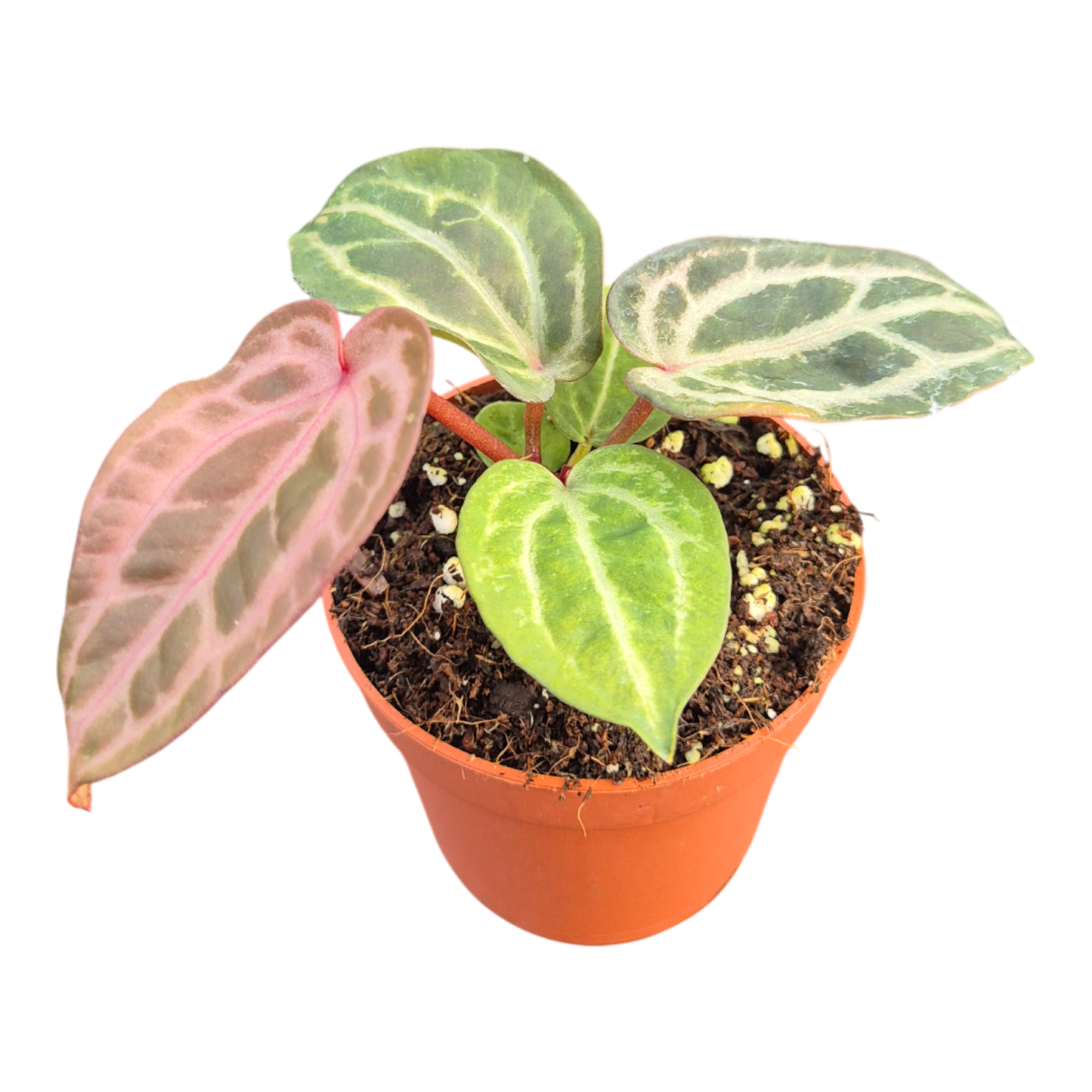 DocBlock Anthurium Tortoise Shell® Brown '34' X Tortoise Shell® Brown '34'