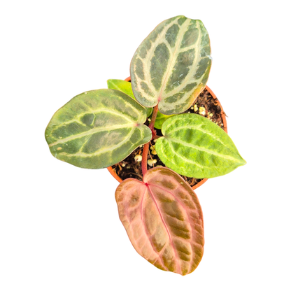 DocBlock Anthurium Tortoise Shell® Brown '34' X Tortoise Shell® Brown '34'