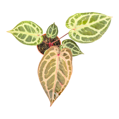 DocBlock Anthurium Zara® '14' X Zara® '14'