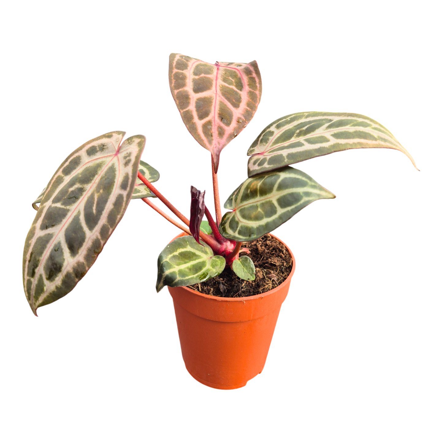 DocBlock Anthurium Thor's Lightning® '30' X Thor's Lightning® '30'